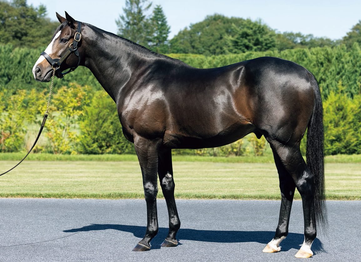 🏇 몬베츠 경마장 이미지 11